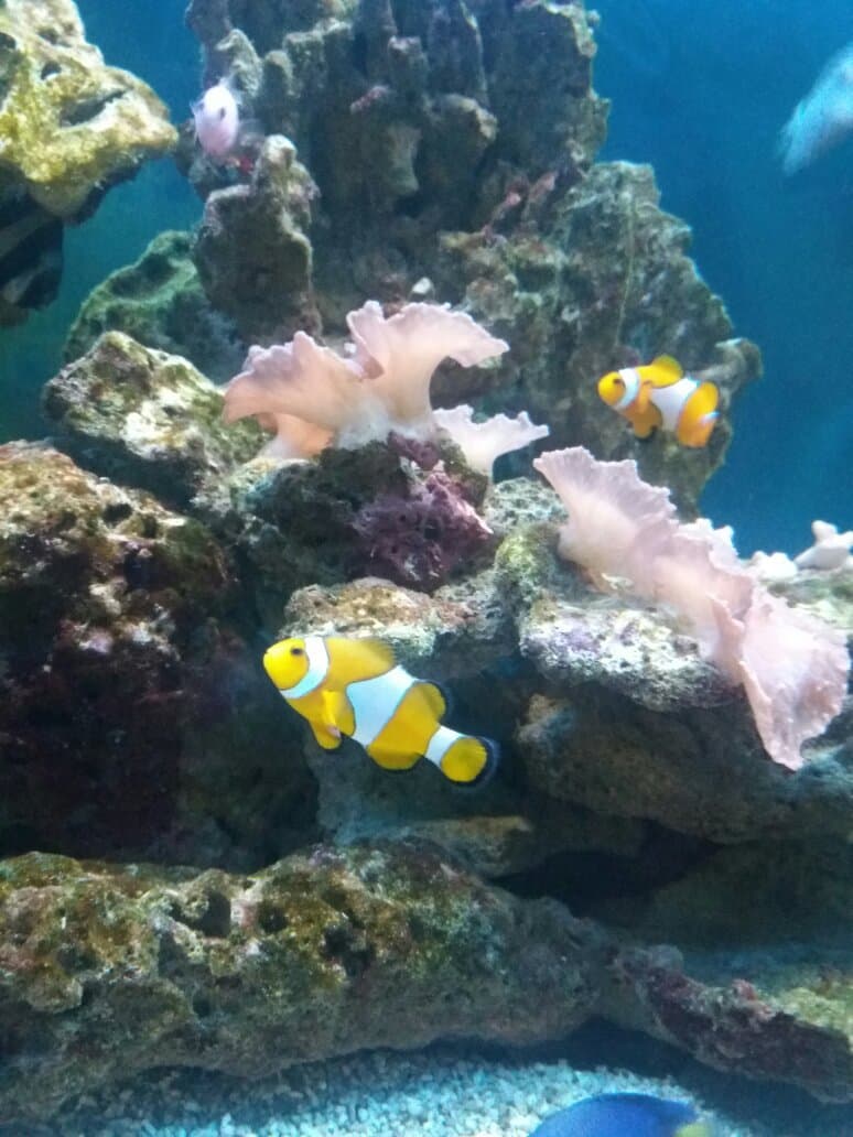 Acquario Mediterraneo dell'Argentario