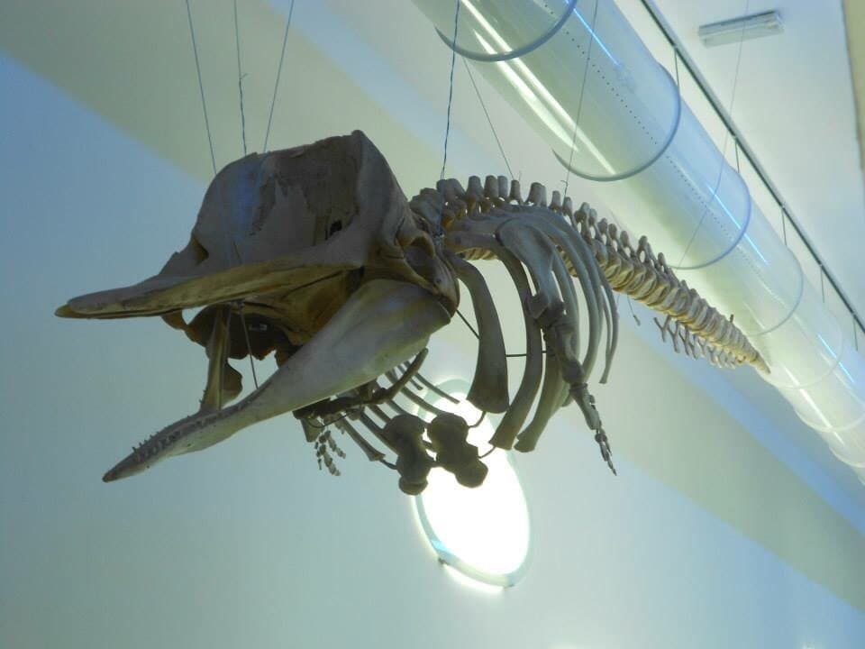 Museo del Mare Pescara