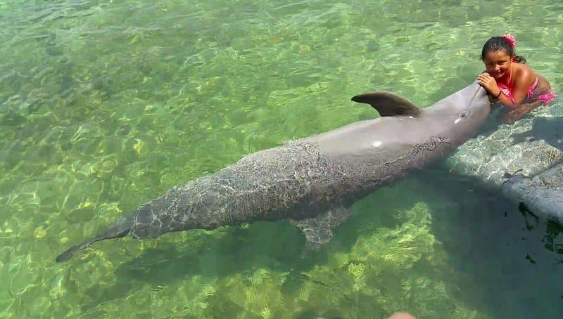 Delfines