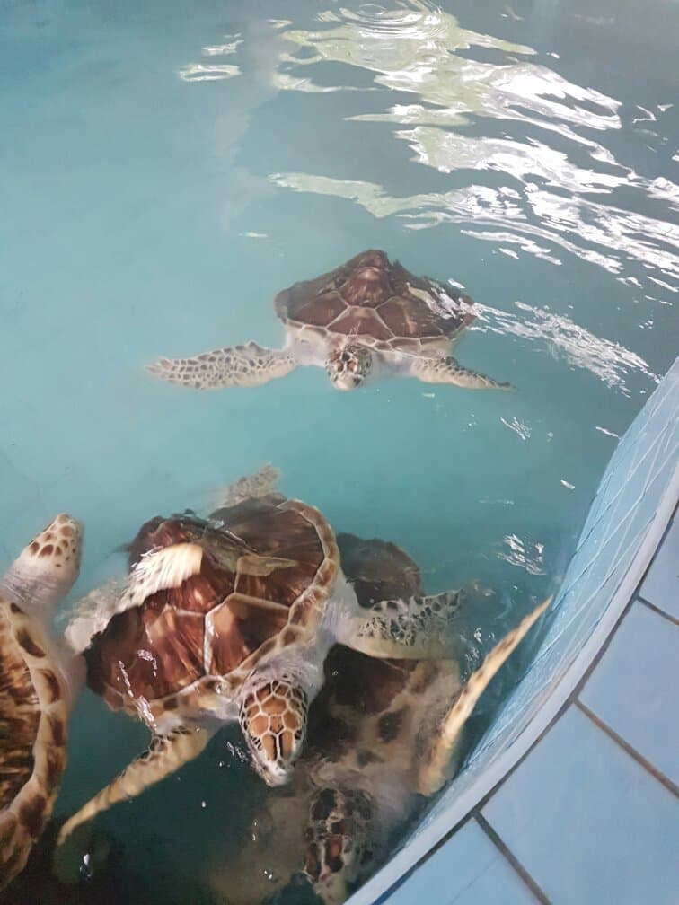 Sea Turtle Conservation Center Thai Mueang