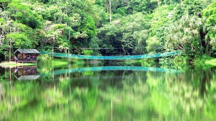 Rainforest Discovery Centre Sandakan
