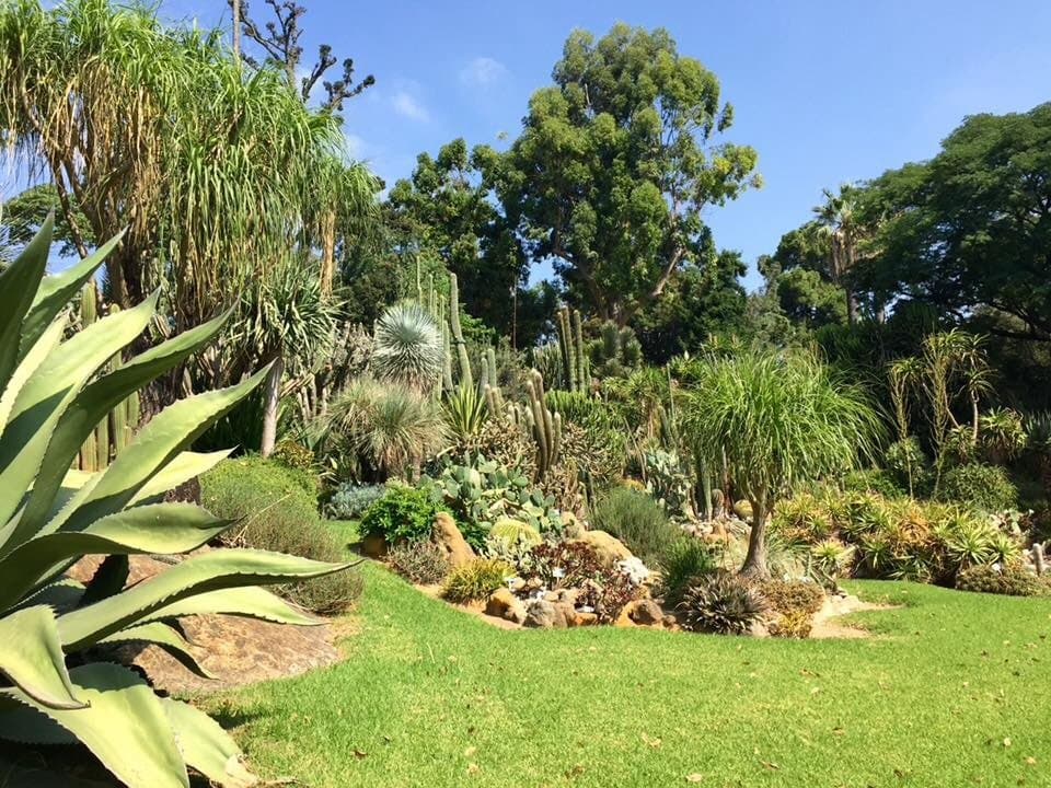 Area piante del deserto