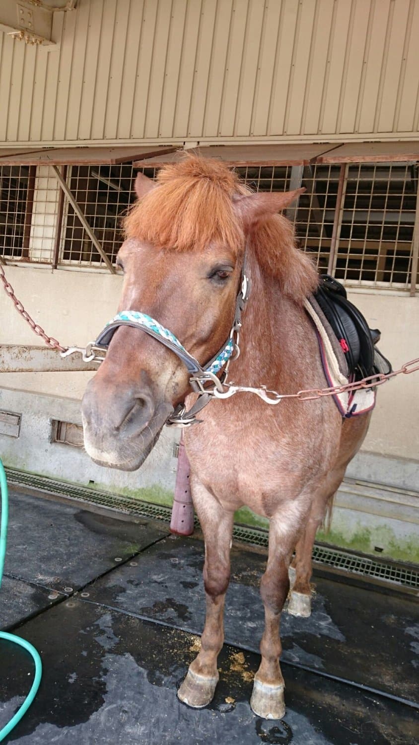 Hiruzen Horse Park