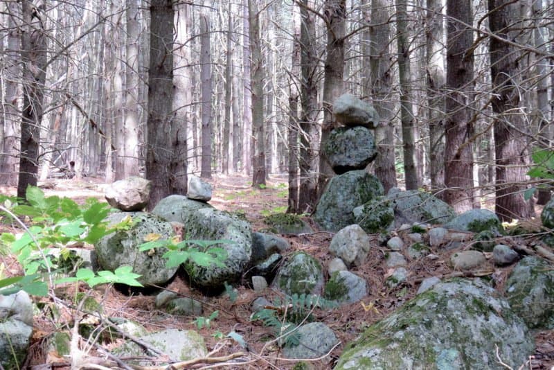 View into the woods from trail.
