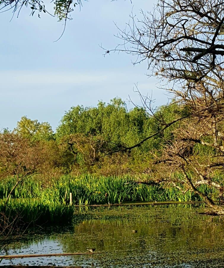 Ribera Norte Nature Reserve