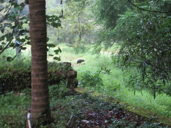 kareemforest Peackockok with kid