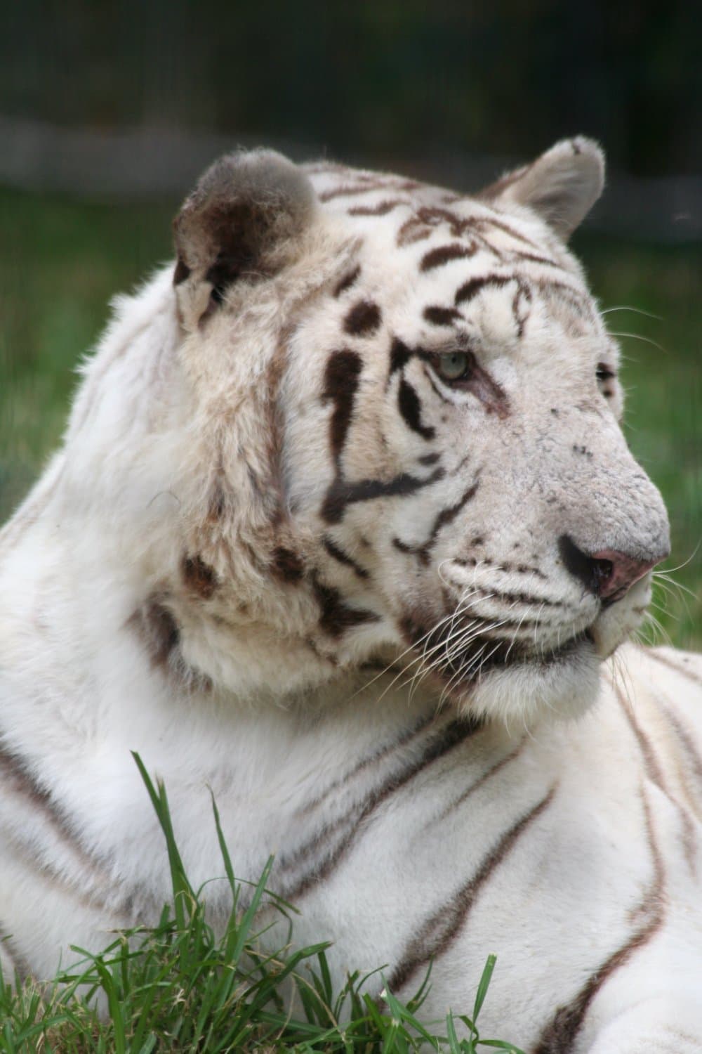 Learn about white tigers