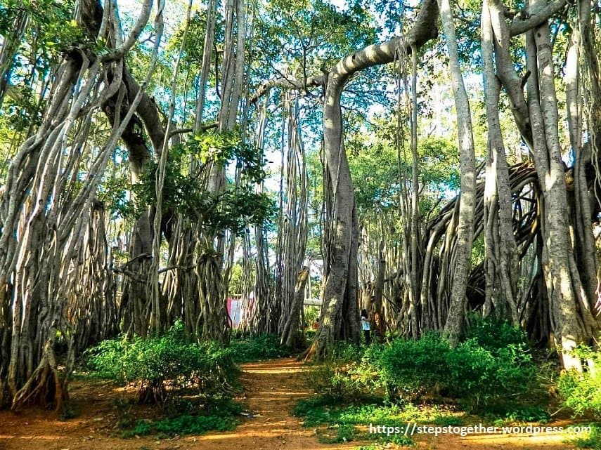 Big Banyan Tree Dodda Alada Mara