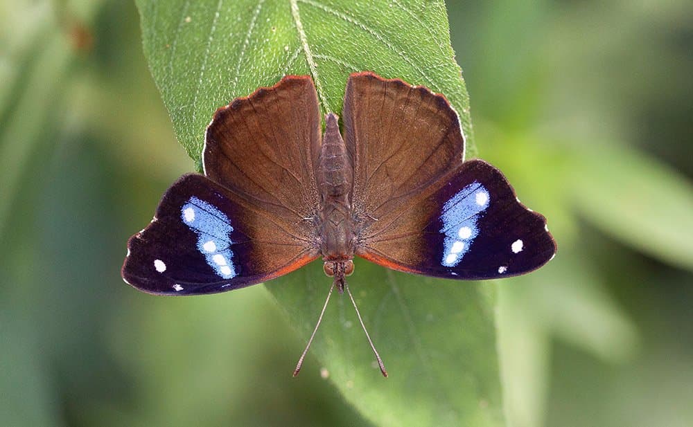 Borboleta