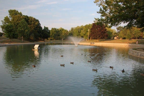 Surrounded by ducks