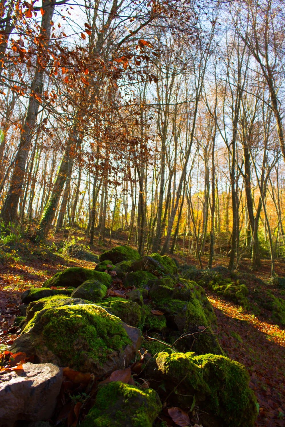 fageda4