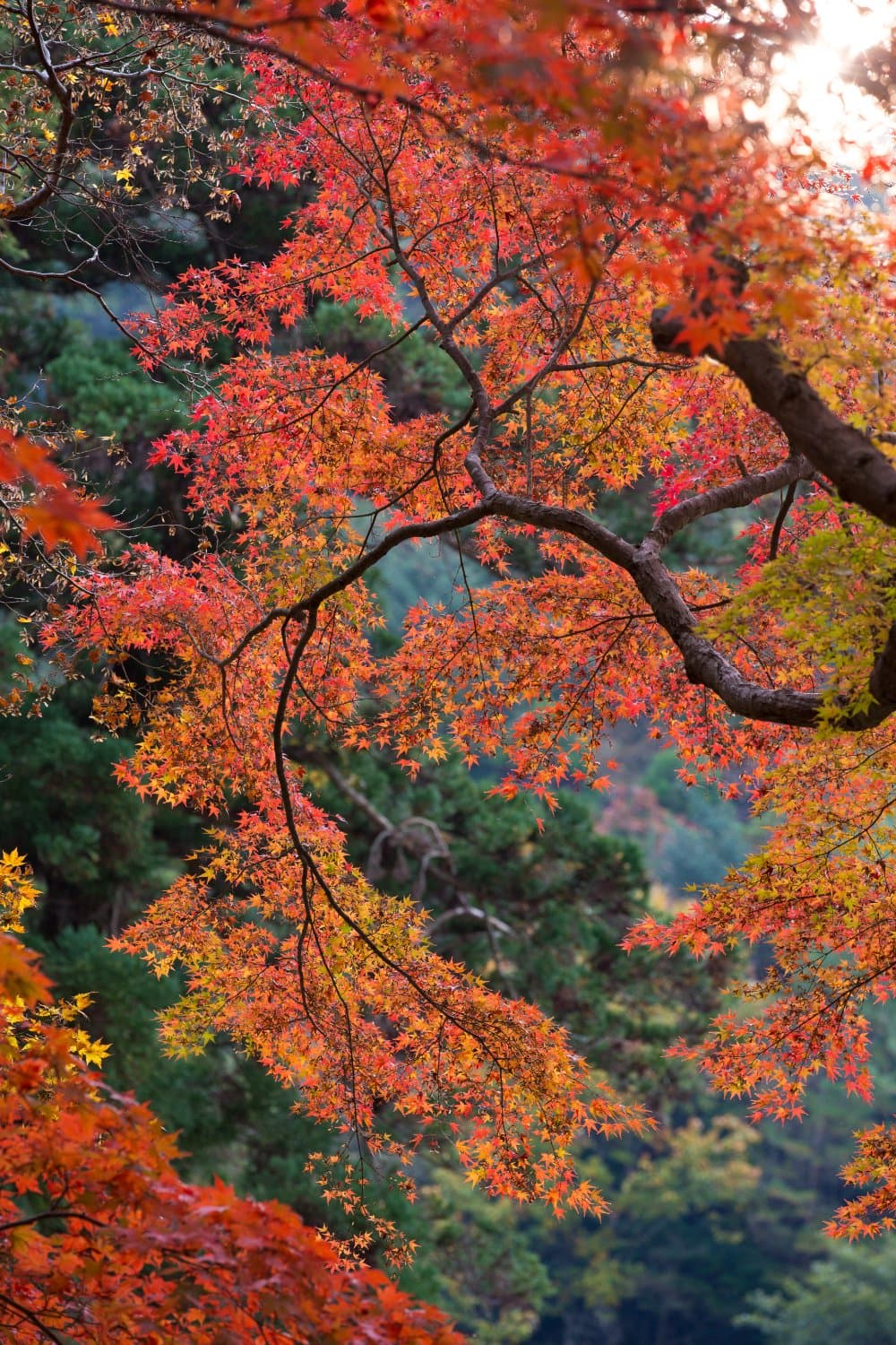 Fall Foliage