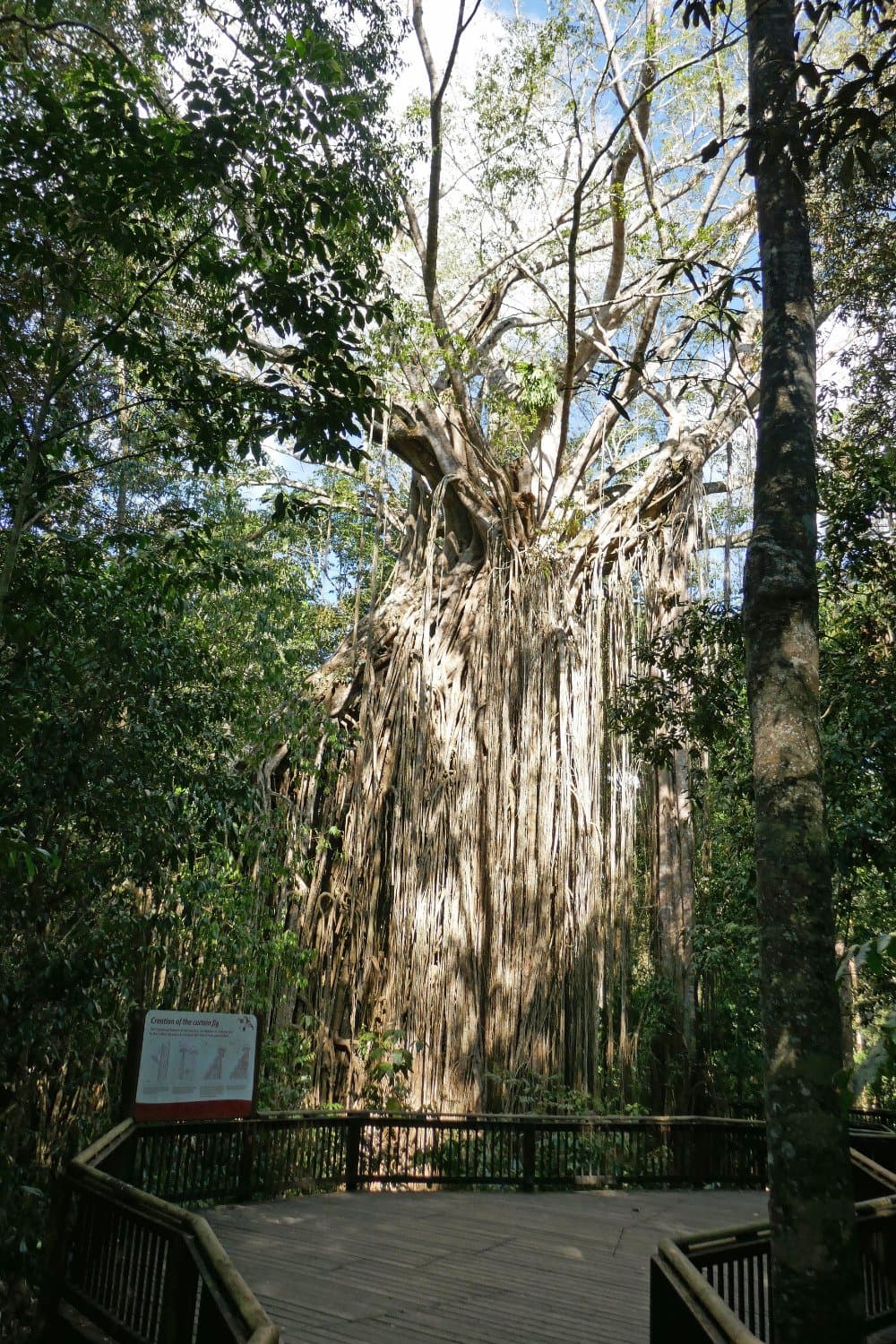 Curtain Fig Tree