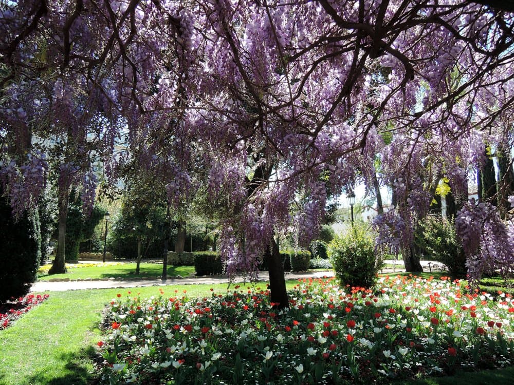 Árbol