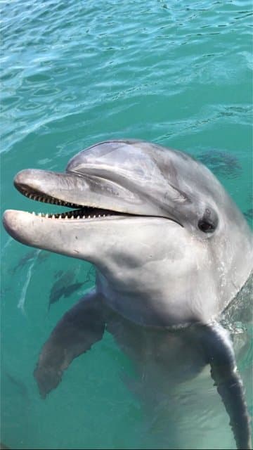 Good dolphin