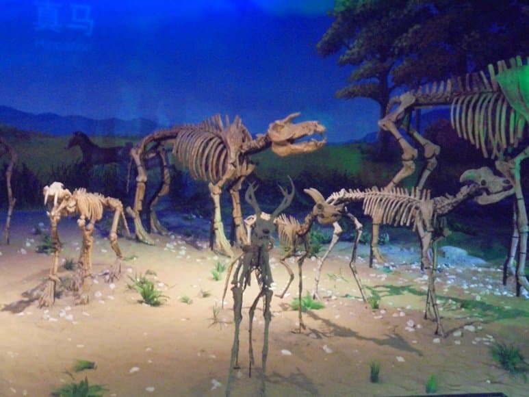 una de las varias salas de exibición de esqueletos..............................................