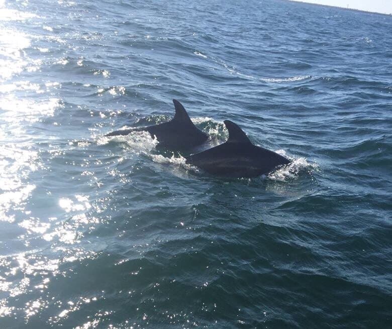 KwaZulu-Natal Sharks Board