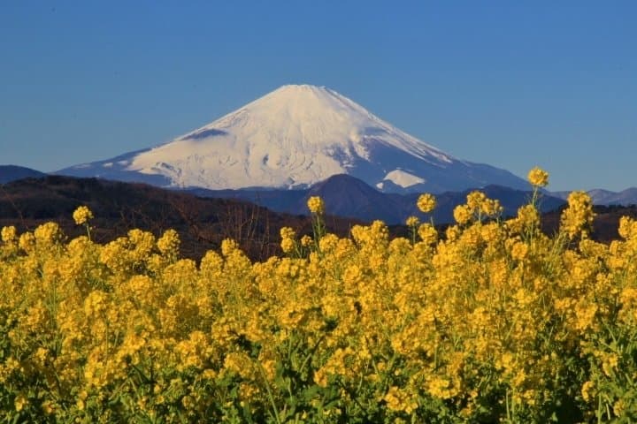 富士山と菜の花