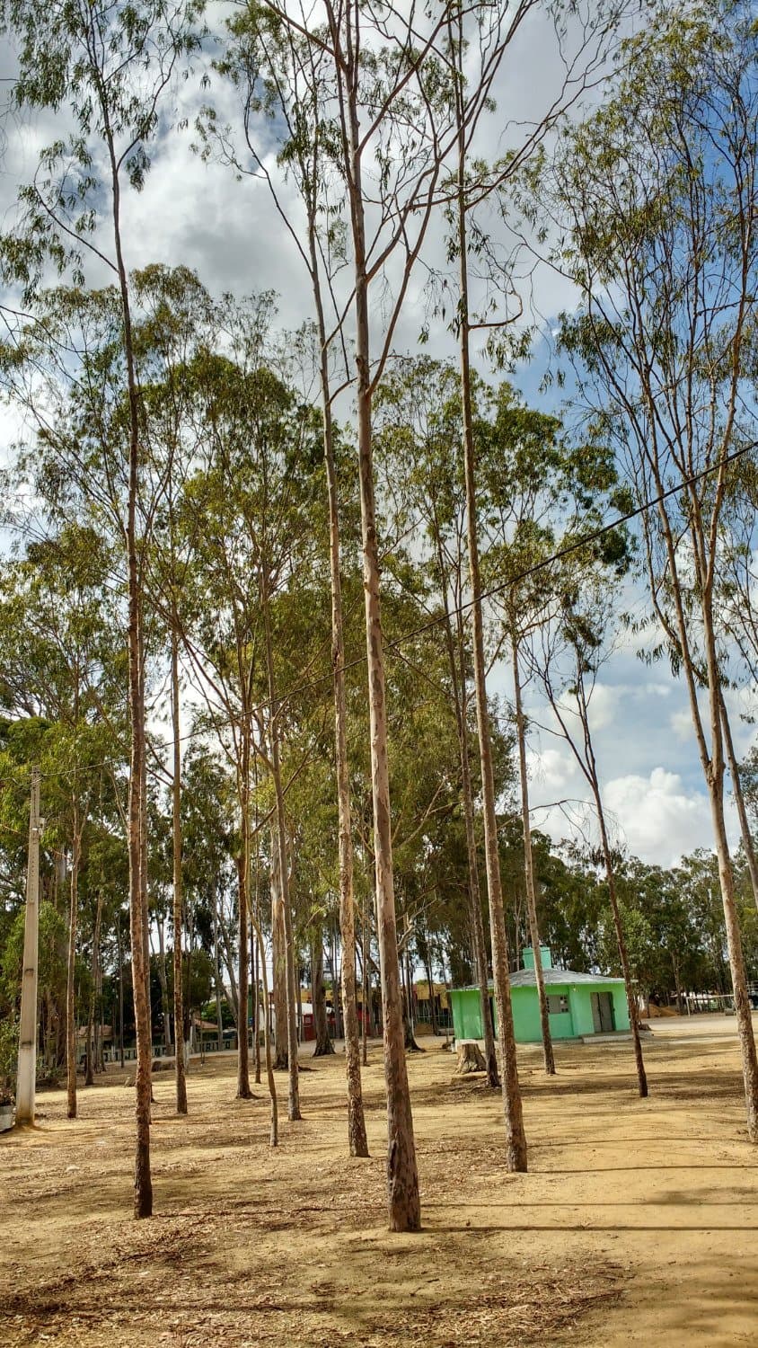 Parque dos Eucaliptos