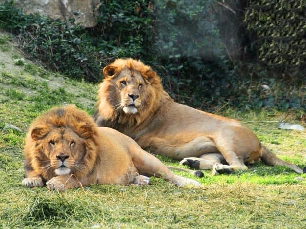 Leones en Poblado Central