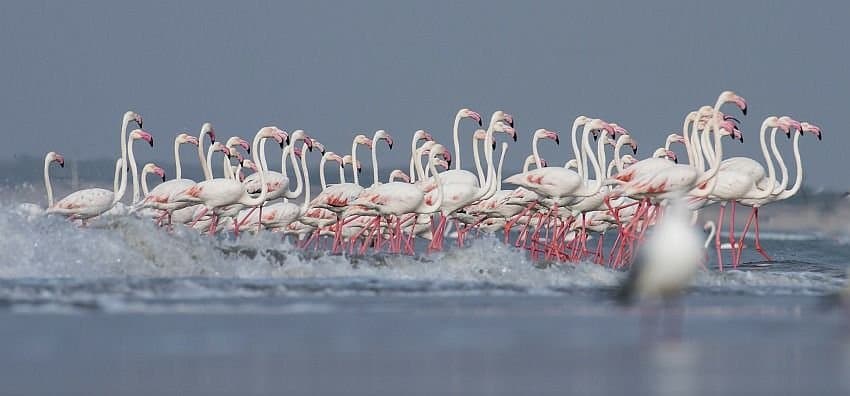Lala Bustard Sanctuary Naliya