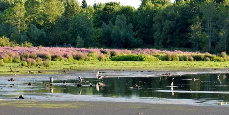 August 2016 Lynde Shores Conservation