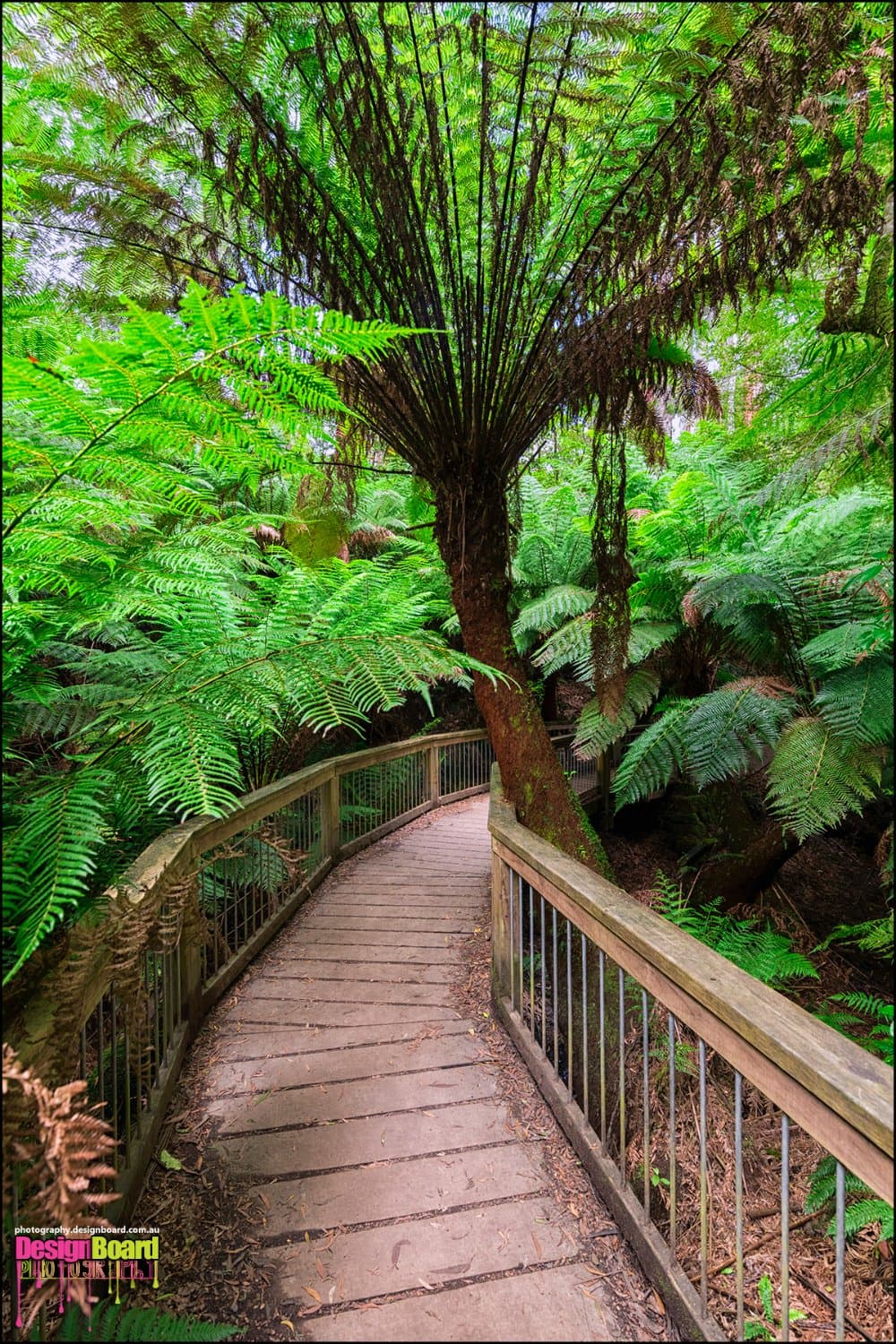 Maits Rest Rainforest Walk - Walkway
