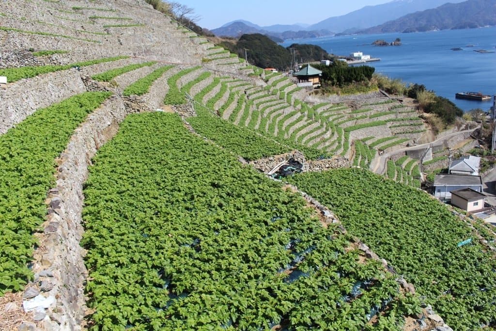 Yusumizugaura Terraced Rice Fields