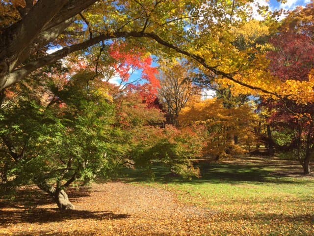 Stunning trees!