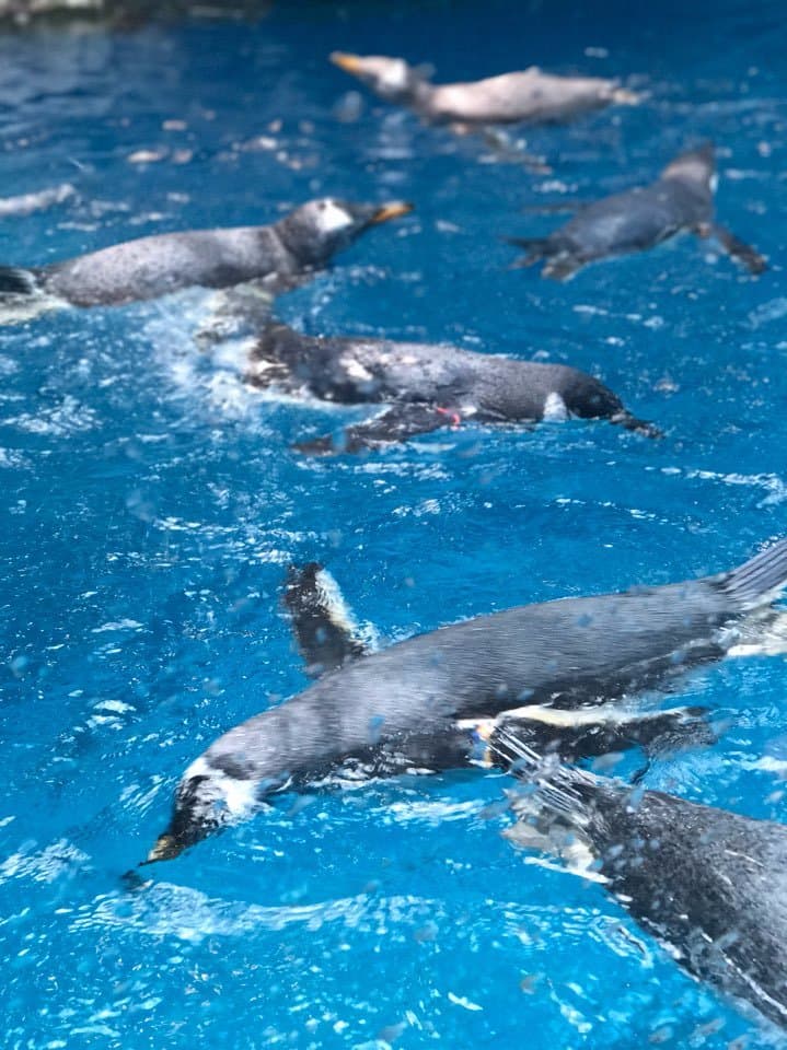 Swimming Penguins