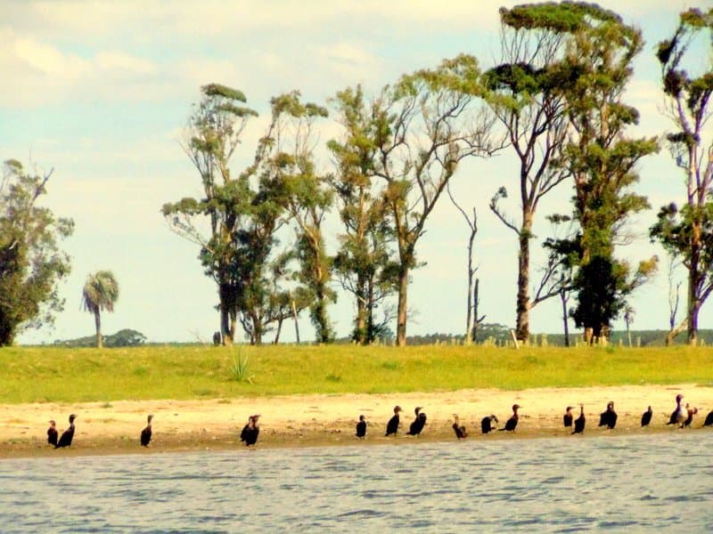 Bosque de Ombúes