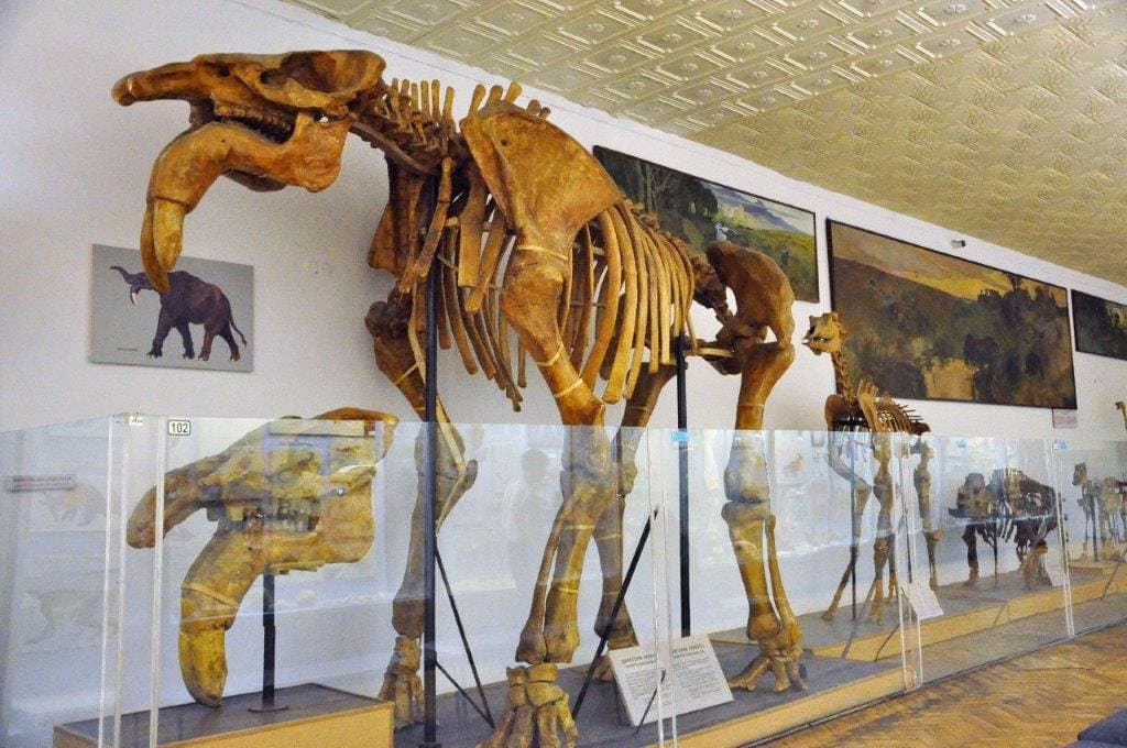 skeletons