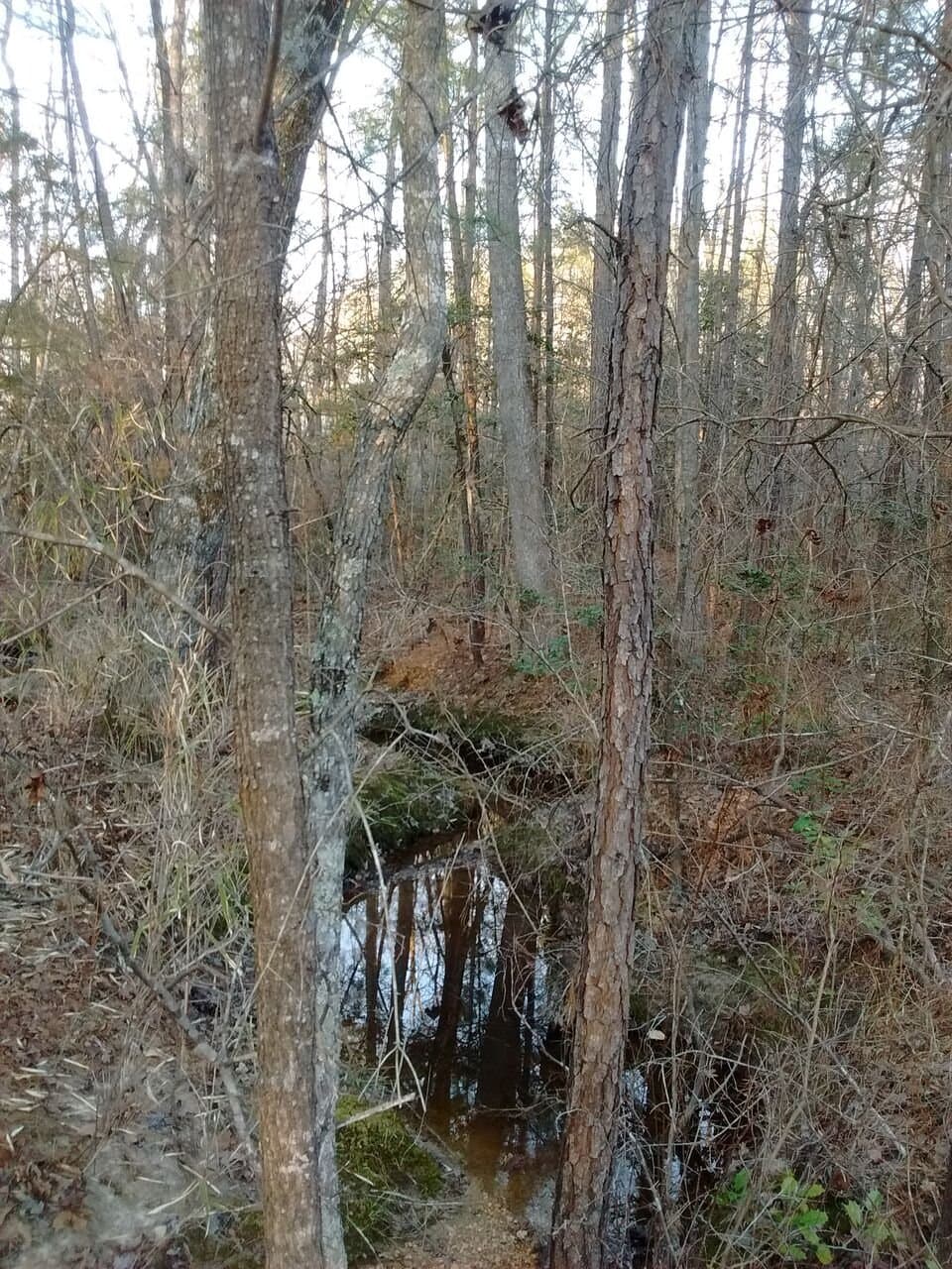Hiking in from the High Pines Church Road Trailhead.