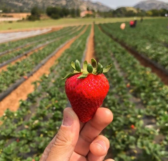 Beautiful berries!