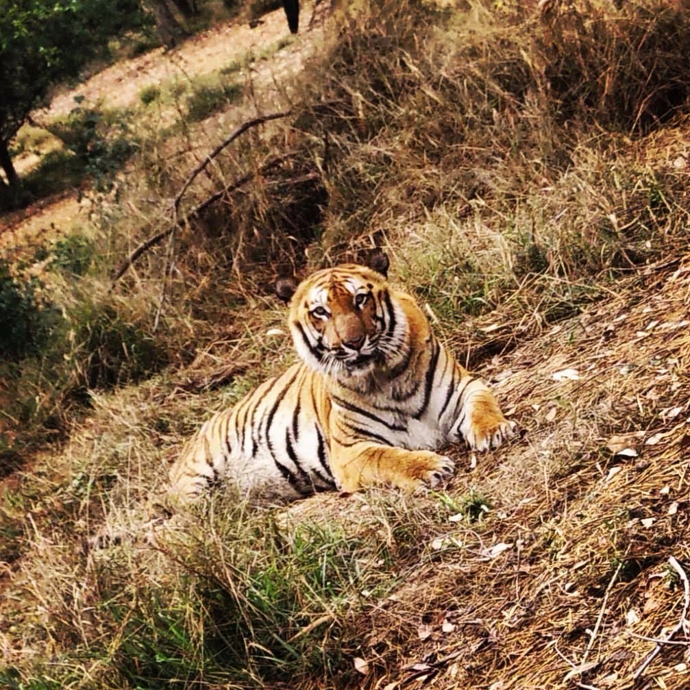 Big Cat