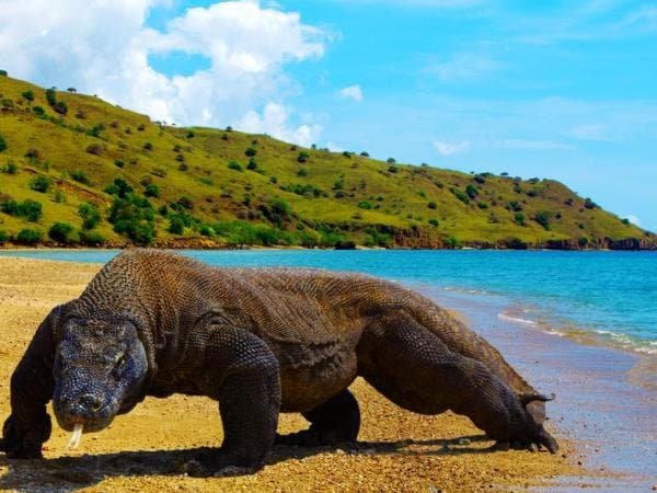 komodo has been swim on the sea loh buaya