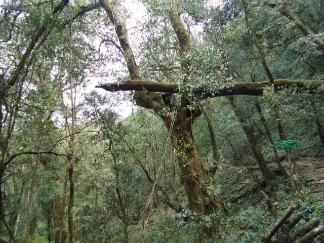 Nature's Play.