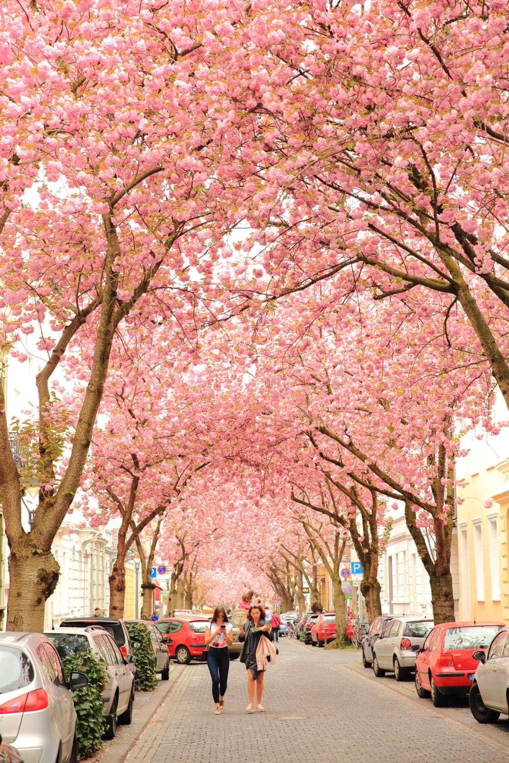 Cherry Blossom Alley Heerstraße & Breite Straße