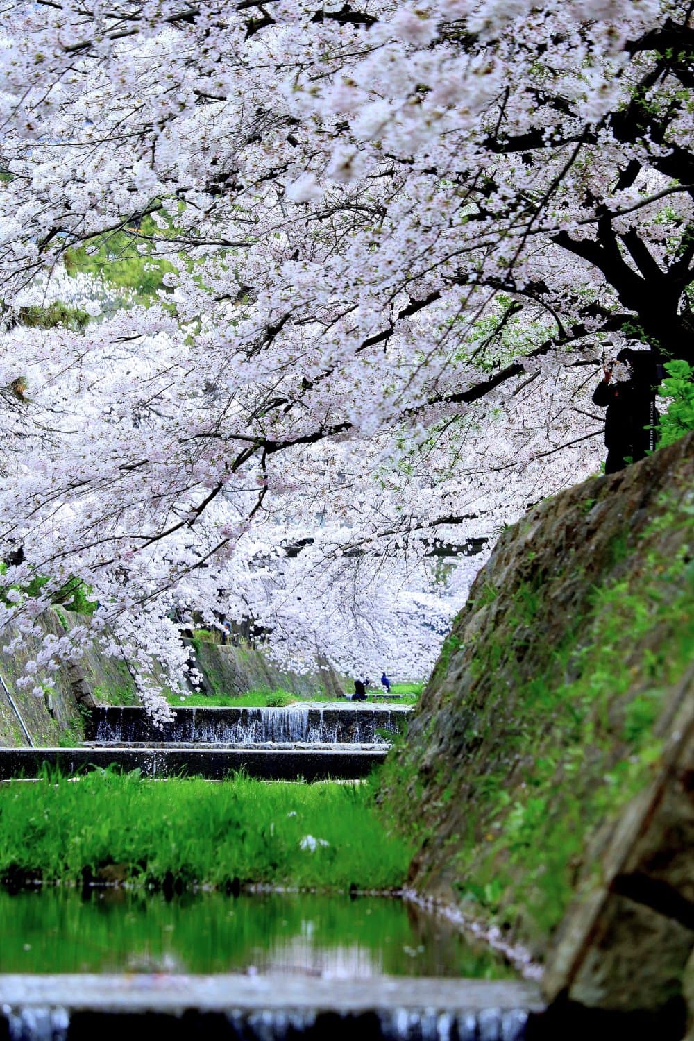 川沿いの桜