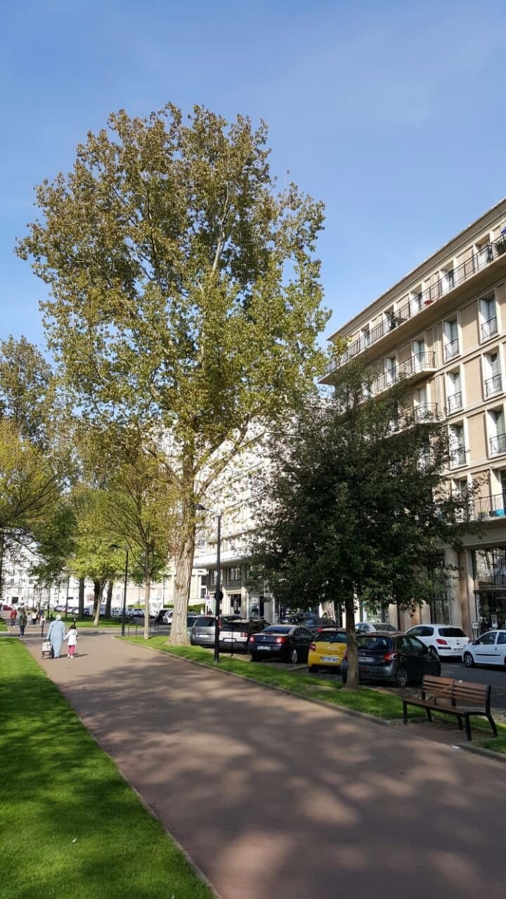Avenue Foch