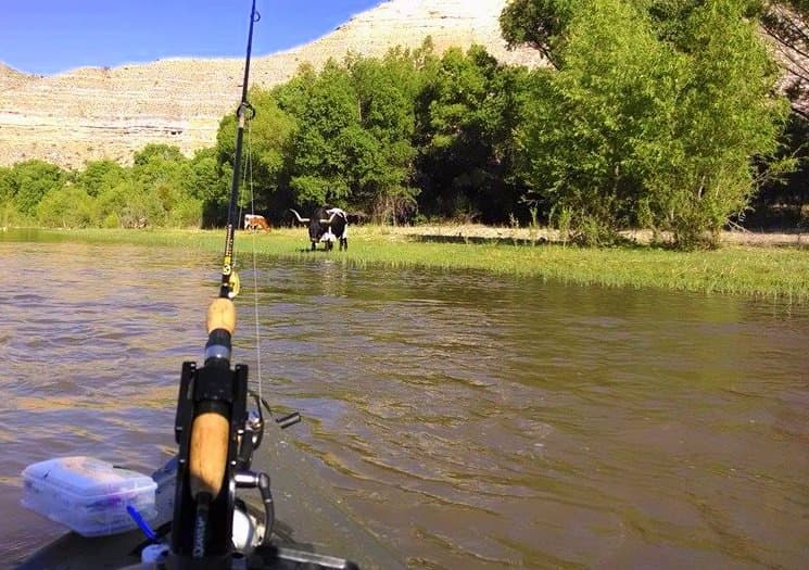 Fishing on the Verde River with a bovine friend