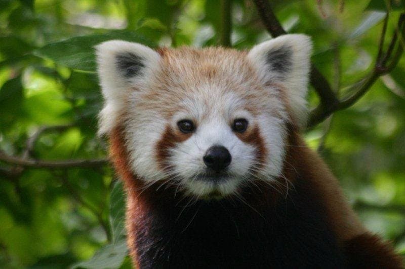 Red Panda