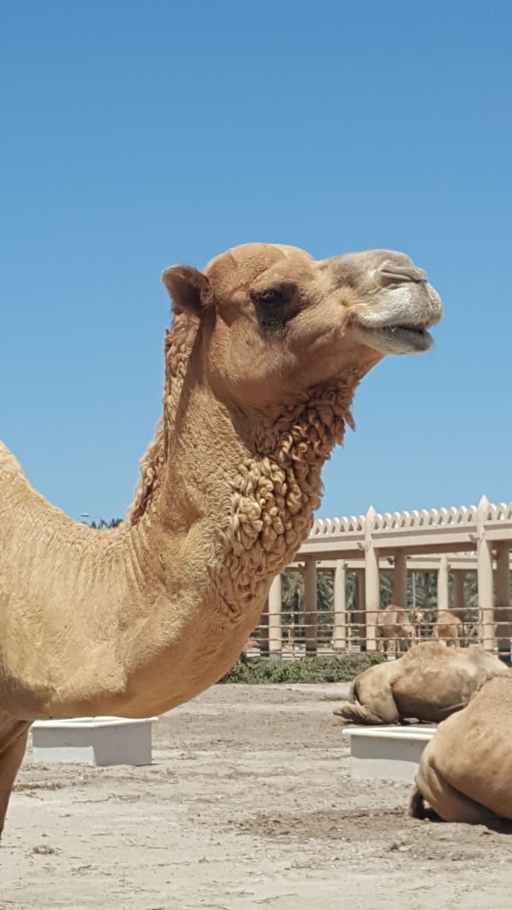 Royal Camel Farm