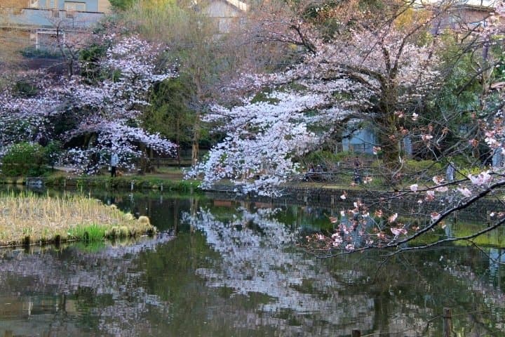 善福寺公園下の池