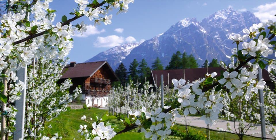 Im Frühling blüht der Kuenzhof so richtig auf