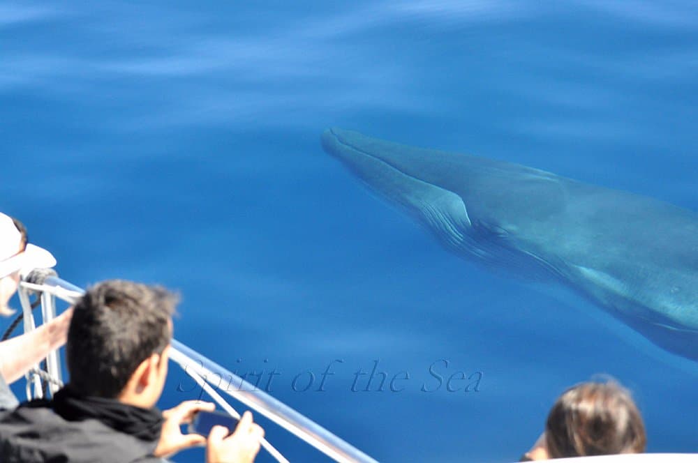 Ballena curiosa con el Spirit of the Sea - Neugieriger Wal - Curious whale - baleine curieux