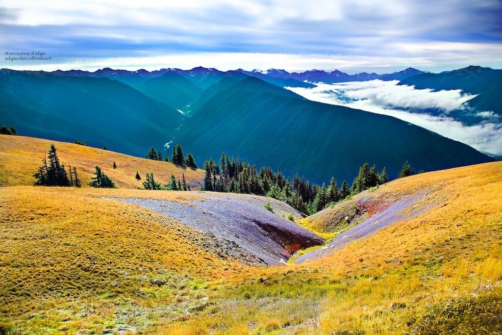 Olympic National Forest