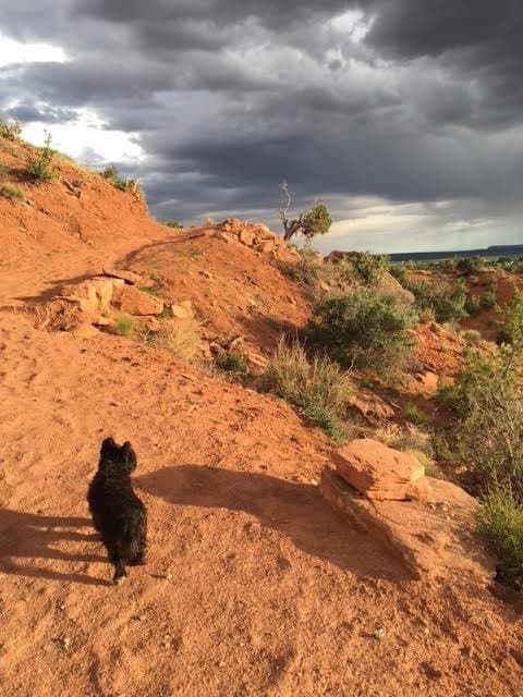 A great trail for dogs and their people - my Snuffles loved it