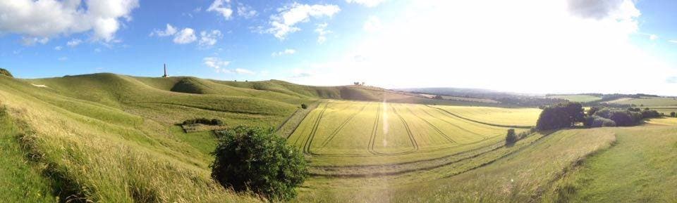 white horse