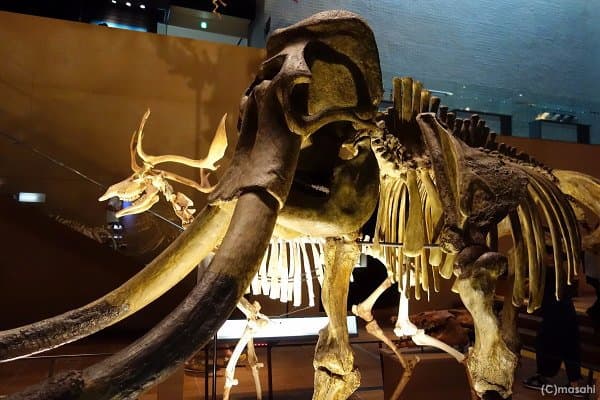 恐竜の等身大全身骨格の展示